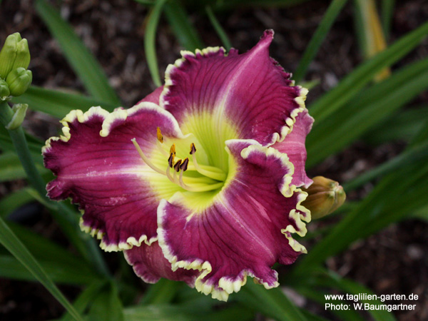 Blue Eyed Angel Tagliliengarten Baumgartner 6 years ago6 years ago. tagliliengarten baumgartner